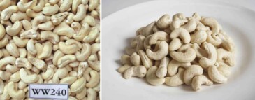 w240-cashew-nuts-vietnam-kimmy-farm