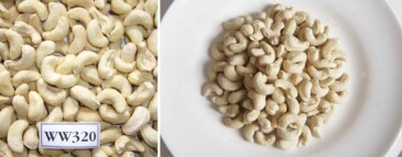 w320-cashew-nuts-vietnam-kimmy-farm