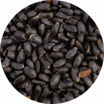 Basil Seeds Raw