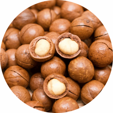 Macadamia Nuts - Inshell